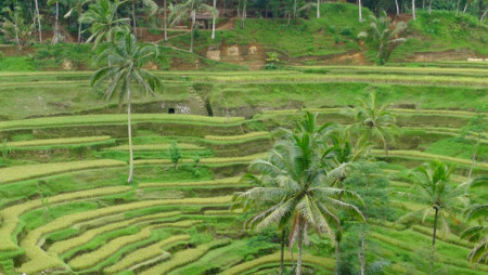 Ubud Tour