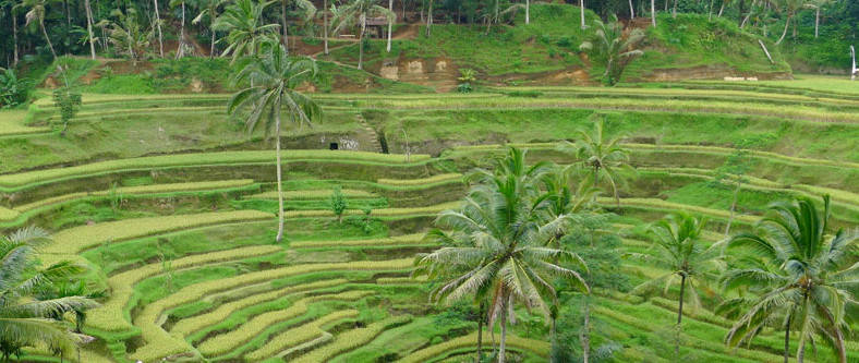 Ubud Tour